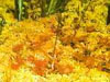 Drosera rotundifolia - rosnatka okrouhlolistá